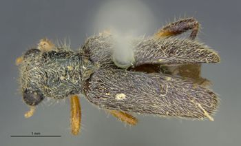 Media type: image;   Entomology 3565 Aspect: habitus dorsal view